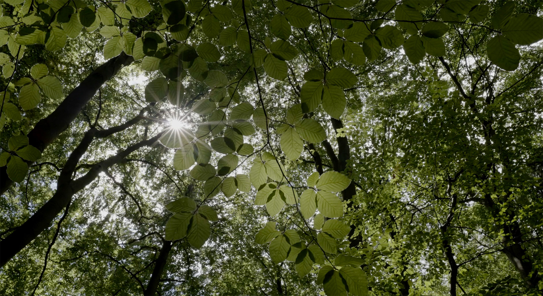Gib den „Bäumen dein Gesicht“ und werde Baum-Pate.